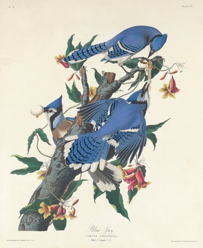 Blue Jay by John James Audubon